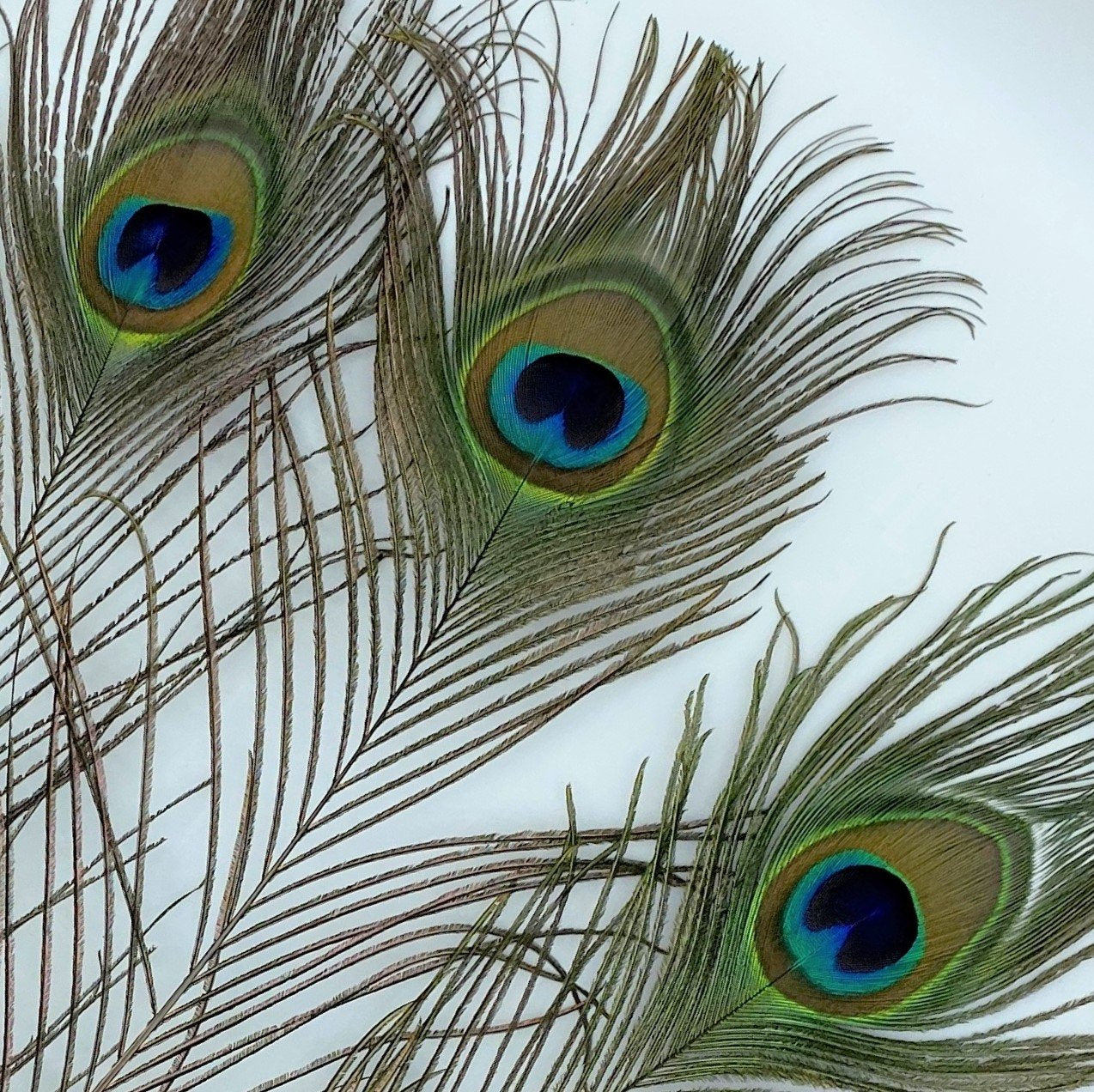 Feathers peacock duck grouse goose Guinea Fowl Pheasant